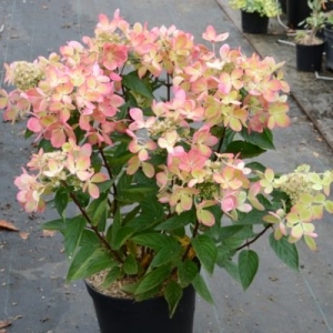 Hortenzija šluotelinė (Hydrangea paniculata) &#039;Pastelgreen&#039;